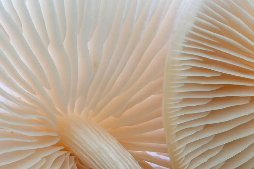 Macro close-up of mushroom, illustrating the science of how psilocybin affects the brain
